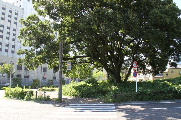 中州のような部分を通過してもう一度横断歩道